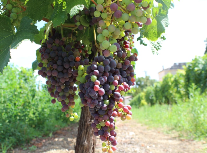 Merlot en véraison